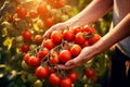 Close-up senior woman hand harvesting fresh organic tomatoes. Generative AI